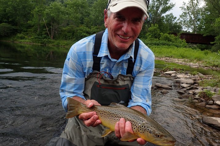 dry fly eating delaware river brown trout