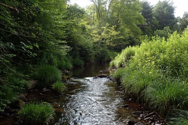 guided fly fishing tours in the pocono mountains with jesse filingo of filingo fly fishing for wild brook trout (588)