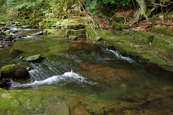 guided fly fishing tours in the pocono mountains pennsylvania with filingo fly fishing for brown trout and brook trout (587)