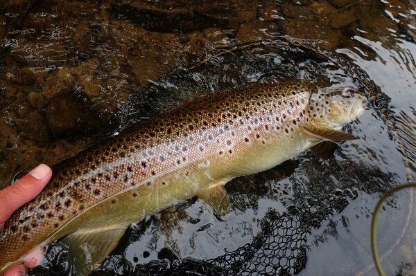 pocono mountains guided fly fishing (884)