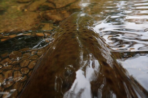 guided fly fishing the pocono mountains with jesse filingo (885)