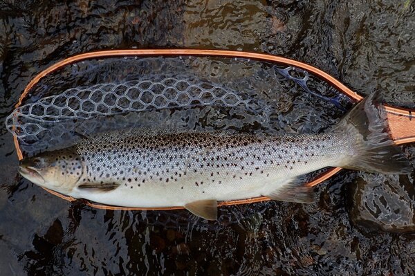 guided fly fishing tours in the pocono mountains for wild trout with jesse filingo of filingo fly fishing (603)