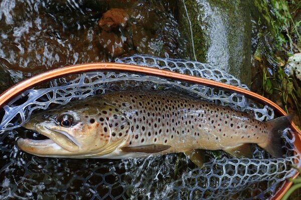 pocono mountains fly fishing with jesse filingo of filingo fly fishing for wild brown trout and wild trout (607)