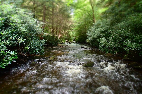 pocono mountains pennsylvania guided fly fishing filingo fly fishing (1211)