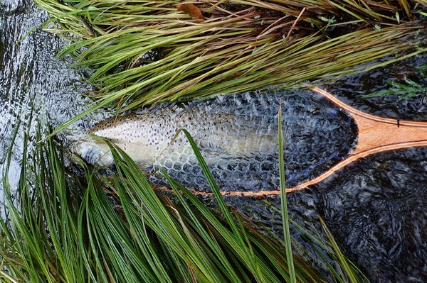 fly fishing the pocono mountains with jesse filingo of filingo fly fishing for wild brown trout (606)