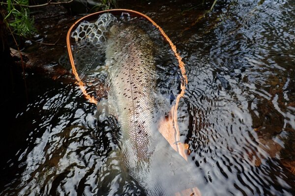 guided fly fishing trips with jesse filingo of filingo fly fishing in the pocono mountains (609)