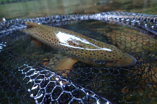 guided fly fishing in the pocono mountains for big brown trout (901)