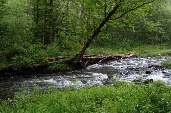 fly fishing the pocono mountains with filingo fly fishing and jesse filingo for wild trout (608)