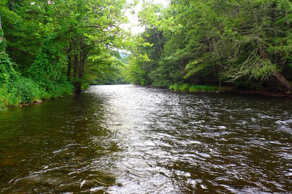 fly fishing the pocono mountains with jesse filingo of filingo fly fishing of a guided fly fishing trip (414)