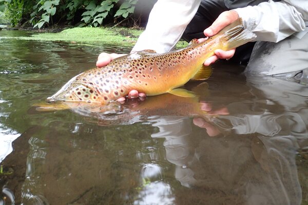 guided fly fishing west branch delaware river new york jesse filingo (1214)