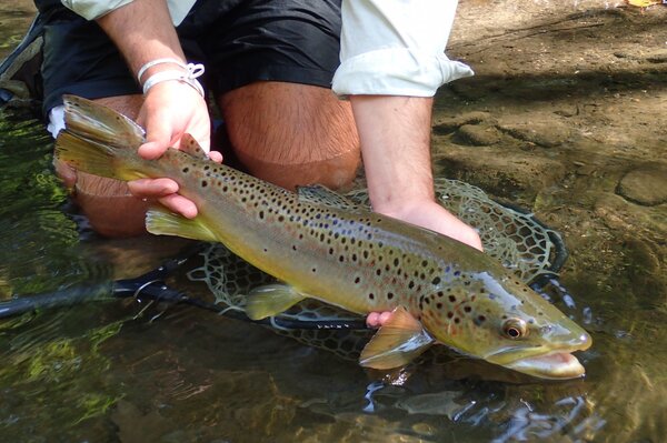 wild brown trout caught on a guided fly fishing trip in the pocono mountains with jesse filingo of filingo fly fishing for trout (417)