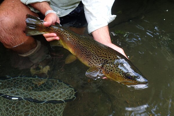 guided fly fishing tours on the delaware river for wild brown trout with jesse filingo of filingo fly fishing (419)