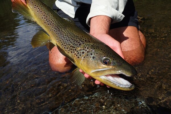 fly fishing for wild trout on the delaware river on a guided fly fishing tour with jesse filingo of filingo fly fishing (420)