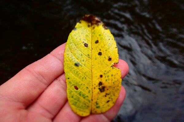 guided fly fishing in the pocono mountains with jesse filingo of filingo fly fishing (610)