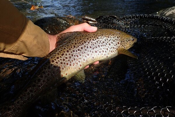 guided fly fishing in the pocono mountains for wild trout with filingo fly fishing (938)