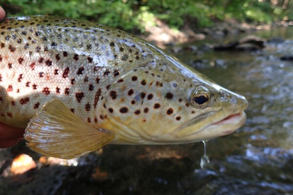 pocono mountains guided fly fishing tours for big brown trout with jesse filingo of filingo fly fishing (939)