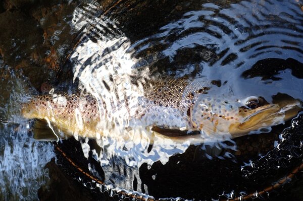 guided fly fishing in the pocono mountains for wild trout with jesse filingo of filingo fly fishing (940)