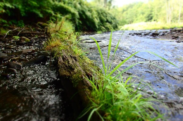 pennsylvania pocono mountains new york upper delaware river guided fly fishing big brown trout jesse filingo (1218)