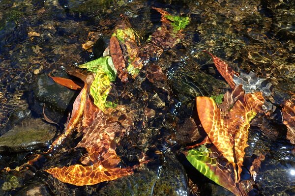 guided fly fishing for trout pennsylvania pocono mountains (1220)