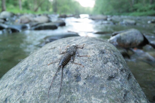 pocono mountains fly fishing (26)