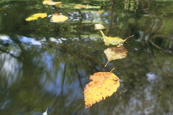 pocono mountains guided fly fishing tours with filingo fly fishing (941)