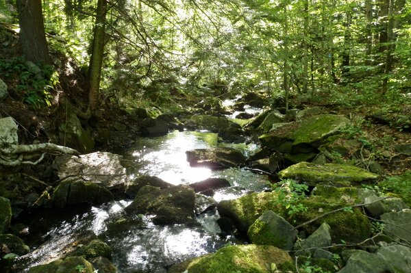 pocono mountains fly fishing (27)