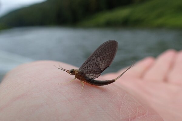 guided fly fishing tours on the delaware river with jesse filingo of filingo fly fishing (964)