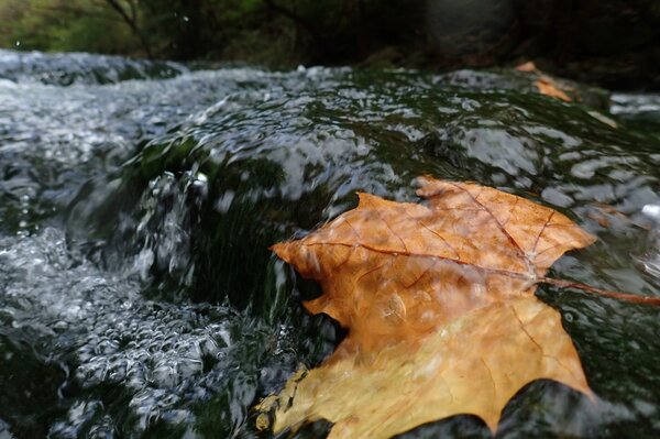 guided fly fishing in the pocono mountains with jesse filingo of filingo fly fishing for wild trout in the poconos (428)