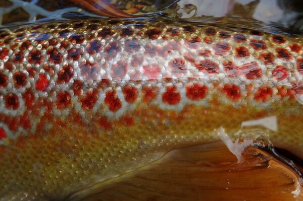 fly fishing the upper delaware river on a guided fly fishing tour with jesse filingo on the west branch of the delaware river (430)