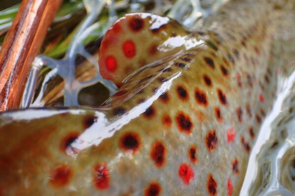 wild pennsylvania brown trout (226)