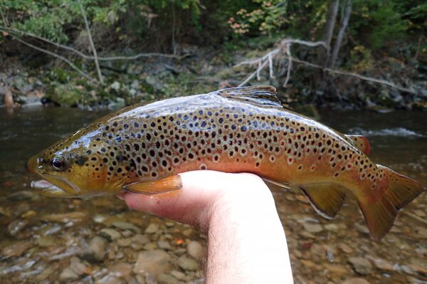 guided fly fishing pennsylvania pocono mountains brown trout jesse filingo (1274)