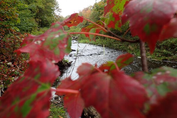 fall in pennsylvania (227)