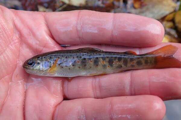 wild brown trout caught on a fly fishing guided trip with jesse filingo of filingo fly fishing in the pocono mountains (438)