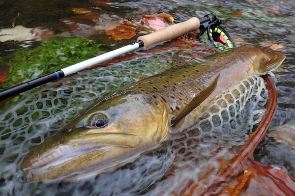 fly fishing for wild brown trout in the pocono mountains with jesse filingo of filingo fly fishing (447)