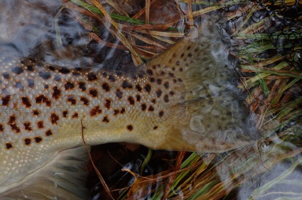 big wild brown trout in the pocono mountains with jesse filingo of filingo fly fishing (1000)