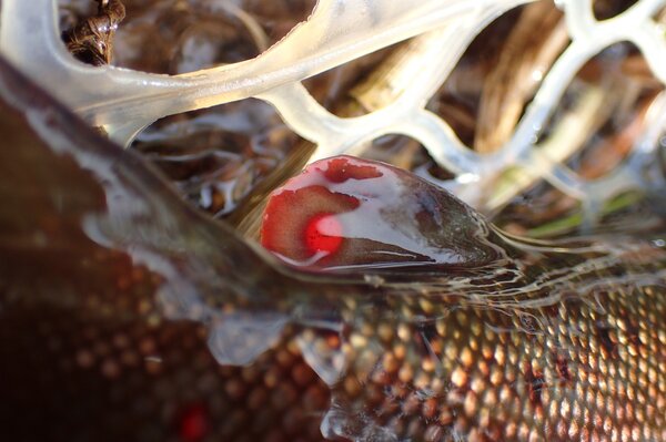 fly fishing the pocono mountains and delaware river for brown trout with on guided trips with filingo fly fishing (654)