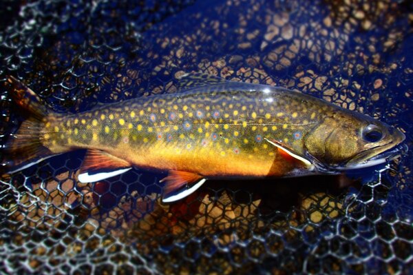 guided fly fishing tours in the pocono mountains with jesse filingo for wild trout (1006)