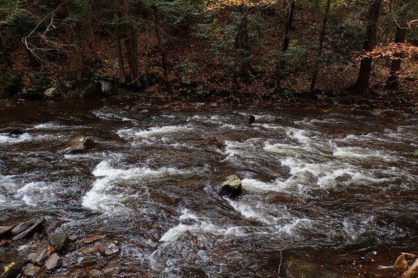 guided fly fishing in the pocono mountains and delaware river for wild trout with filingo fly fishing (662)