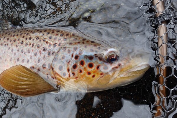 pocono mountains pennsylvania guided fly fishing (1015)