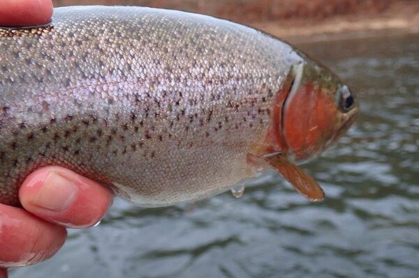 upper delaware river pennsylvania and new york guided fly fishing (1020)