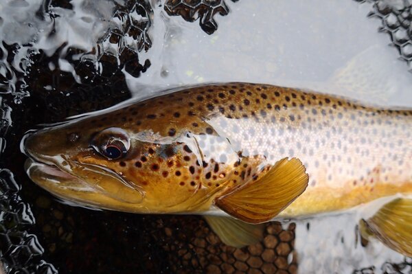 guided fly fishing tours in the pocono mountains of pennsylvania for big brown trout (1026)
