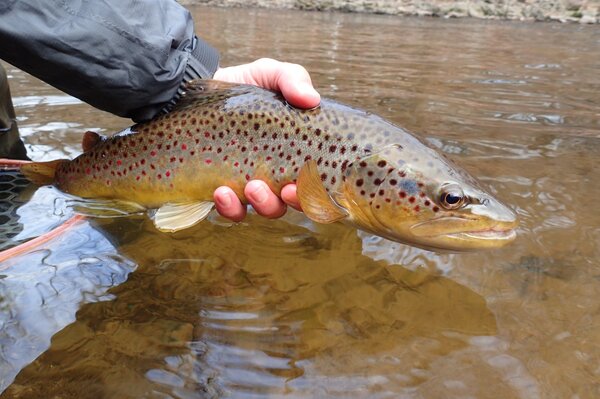 guided fly fishing in the pocono mountains for wild brown trout with filingo fly fishing (678)