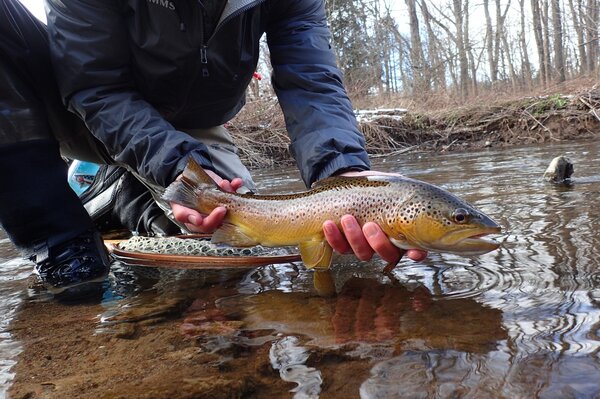 guided fly fishing for wild trout in the pocono mountains and delaware river (679)