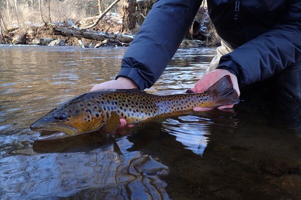 guided fly fishing tours in the pocono mountains with filingo fly fishing (681)