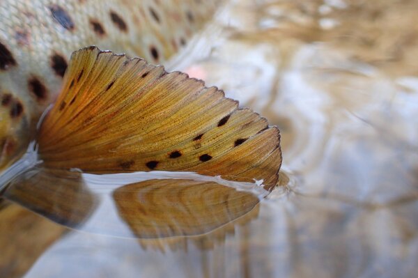 guided fly fishing tours in the pocono mountains and upper delaware river (682)