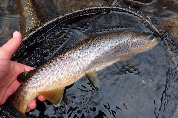 pocono mountains guided fly fishing tours for wild trout with filingo fly fishing (1029)