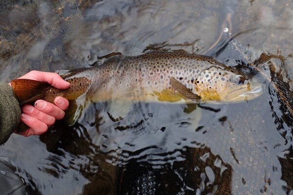 pocono mountains guided fly fishing tours for wild trout with filingo fly fishing (1030)