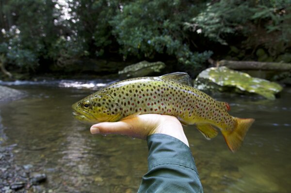 pennsylvania fly fishing guide jesse filingo (1475)