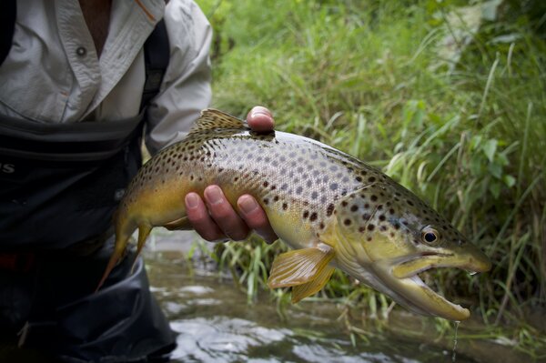 pennsylvania fly fishing guide jesse filingo (1482)