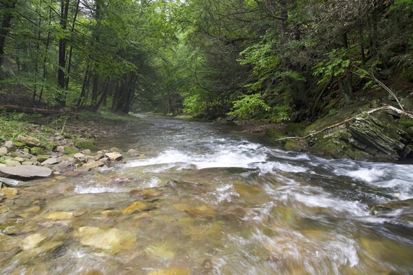 fly fishing pennsylvania pocono mountains fishing guide filingo fly fishing (1479)